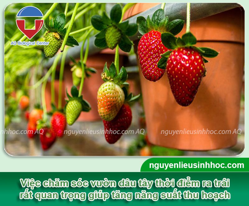 Chăm sóc dâu tây giai đoạn ra trái to tròn, không sâu bệnh