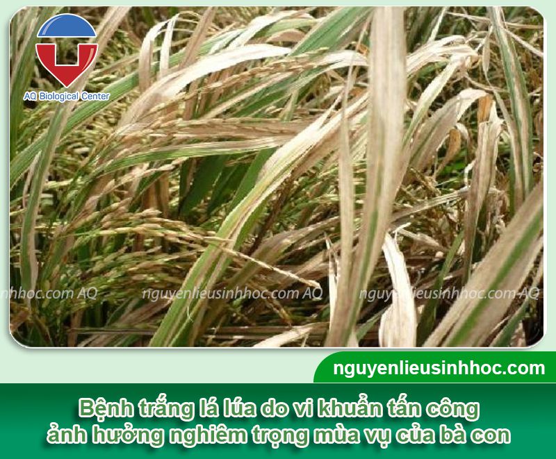 Phòng trị cây lúa bị trắng lá hiệu quả và Nguyên nhân do đâu