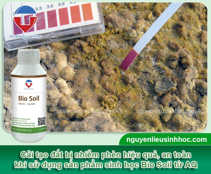 Đất nhiễm phèn là gì? Cách cải tạo đất nhiễm phèn hiệu quả