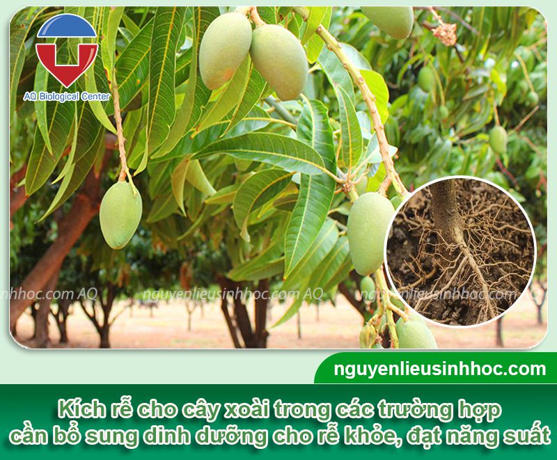 Thuốc kích rễ cho cây xoài Vi HAF chống nghẹt rễ, đi đọt tốt