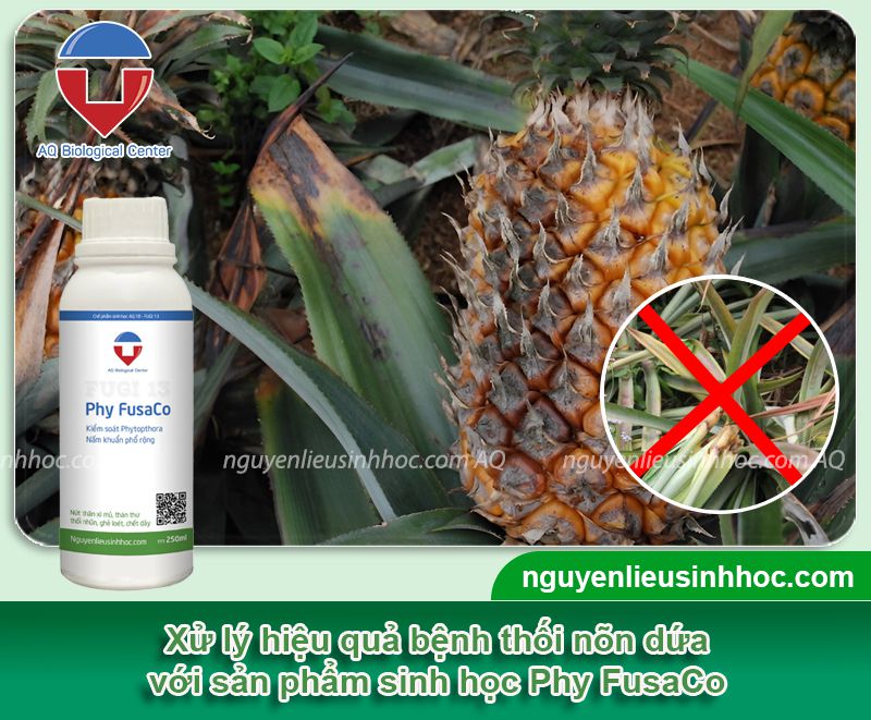 Phòng trị bệnh thối nõn dứa hiệu quả và Nguyên nhân do đâu