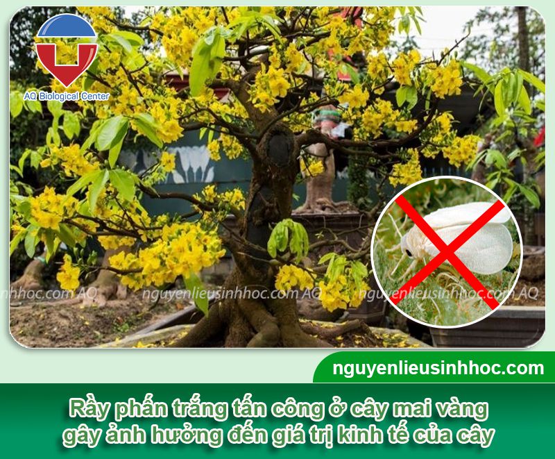 Phòng trị cây mai bị rầy trắng hiệu quả và an toàn cho cây