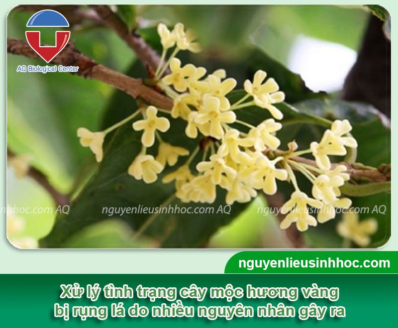 Phòng trị cây mộc hương bị rụng lá và nguyên nhân do đâu?