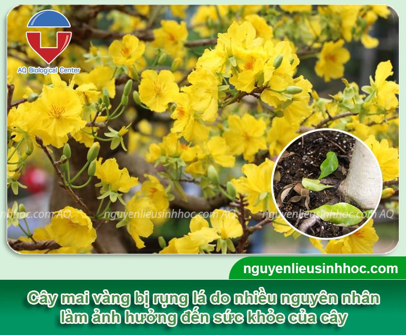 Mai bị rụng lá nguyên nhân do đâu? Cách phòng trị hiệu quả