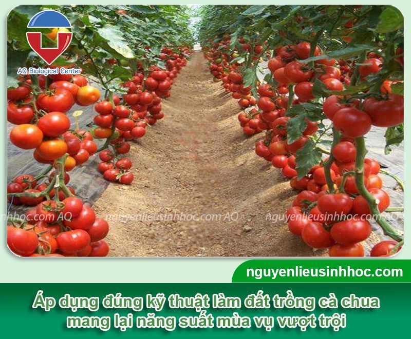 Xử lý đất trồng cà chua giàu dinh dưỡng, sạch mầm bệnh