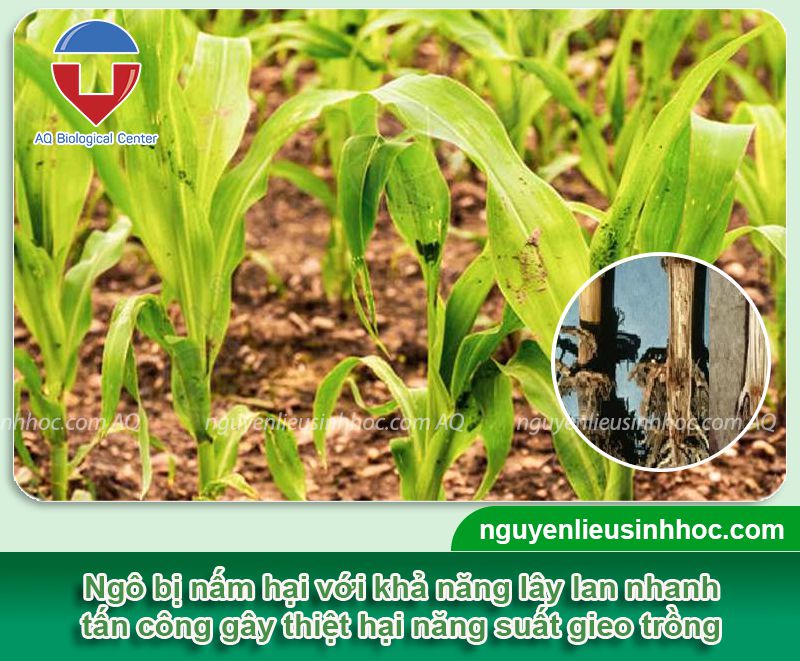 Phòng trị cây ngô bị nấm thối thân hiệu quả và an toàn