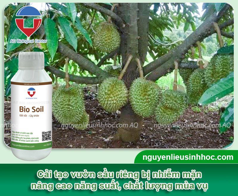Cách cải tạo đất vườn sầu riêng bị nhiễm mặn, cân bằng pH