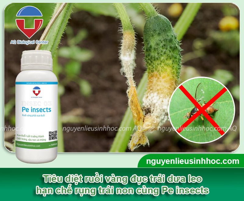 Dưa leo bị vàng trái non nguyên nhân do đâu? Cách phòng trị