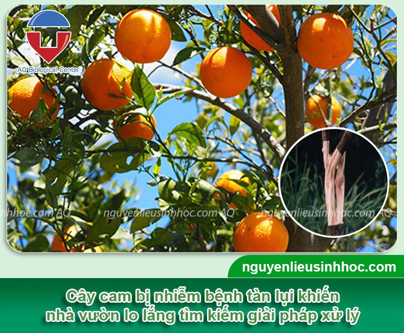 Bệnh tàn lụi cây cam nguyên nhân do đâu? Cách phòng trị