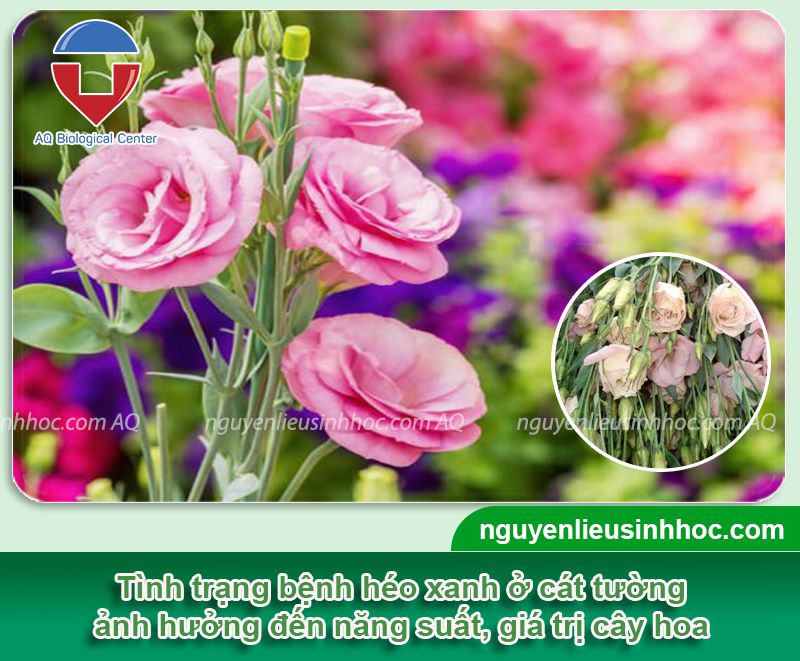 Cách phòng trị bệnh héo xanh hoa cát tường và Nguyên nhân
