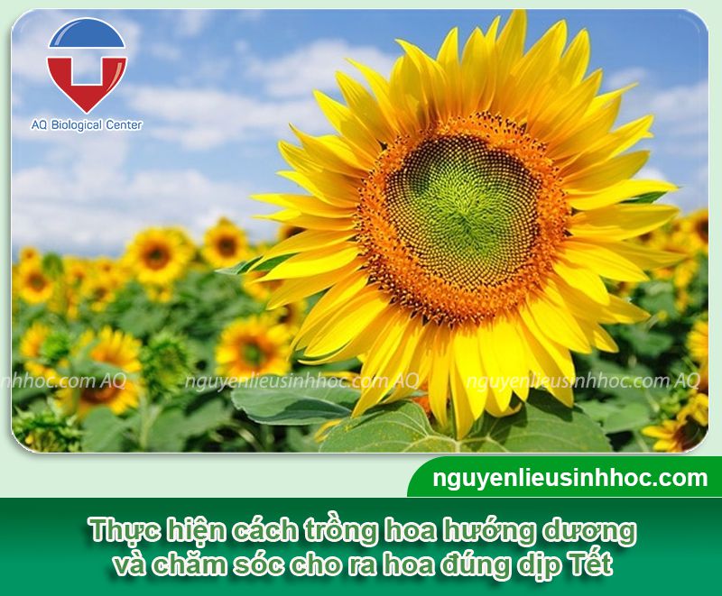 Cách trồng hoa hướng dương nở đúng Tết và thời gian trồng