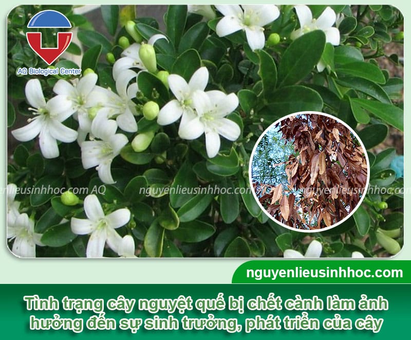 Phòng trị cây nguyệt quế bị chết cành và Nguyên nhân do đâu