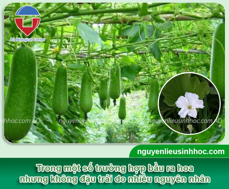Tại sao bầu ra hoa mà không đậu quả & Cách xử lý bầu ra trái