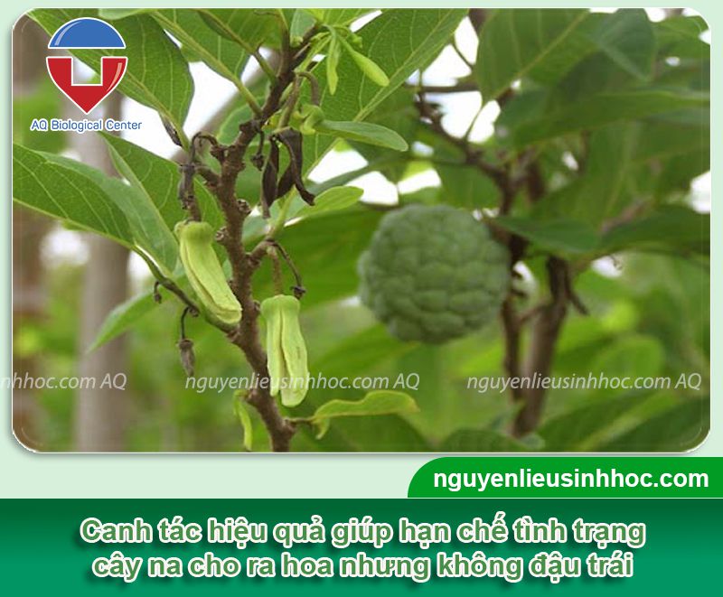 Tại sao na ra hoa mà không đậu trái? Cách kích cây ra trái