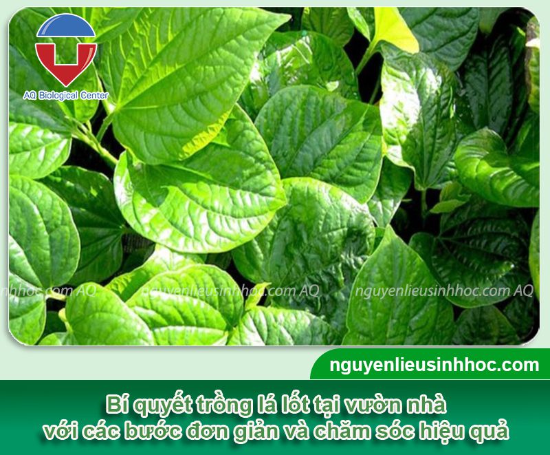 Cách trồng cây lá lốt và chăm sóc cho cây xanh tốt dày lá