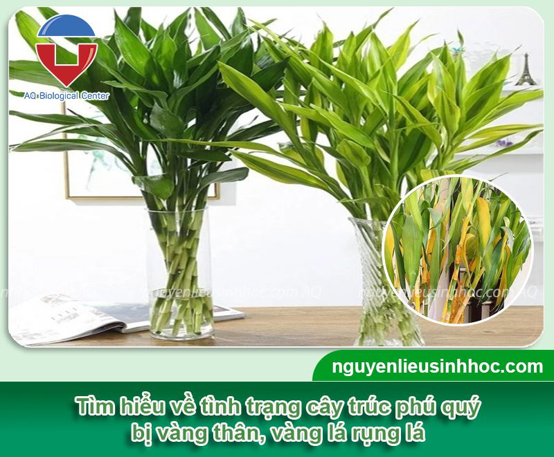Phòng trị cây trúc phú quý bị vàng thân và Nguyên nhân