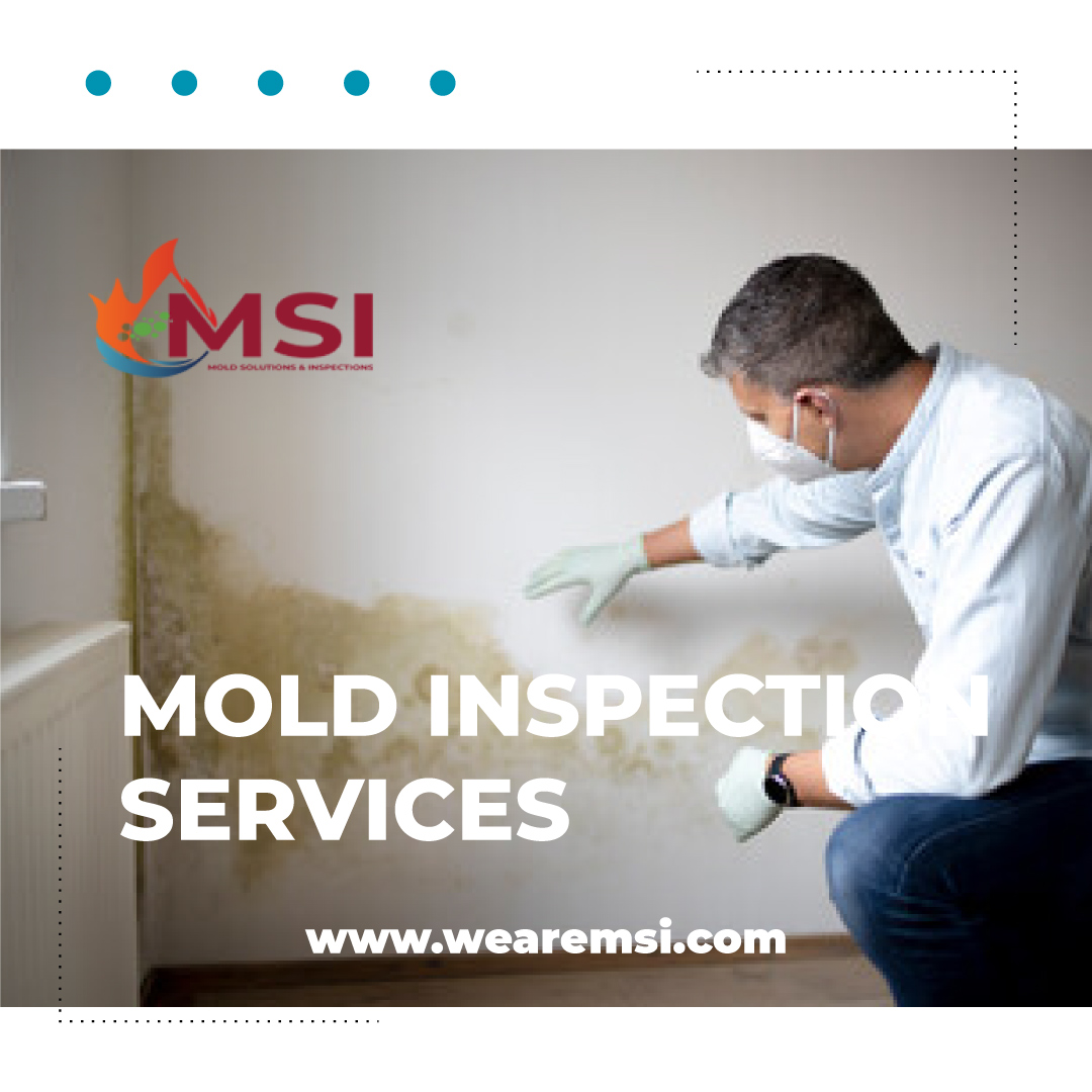 Prevent Mold Growth with Comprehensive Inspection Services from Mold Solutions & Inspections – Mold Solutions & Inspections