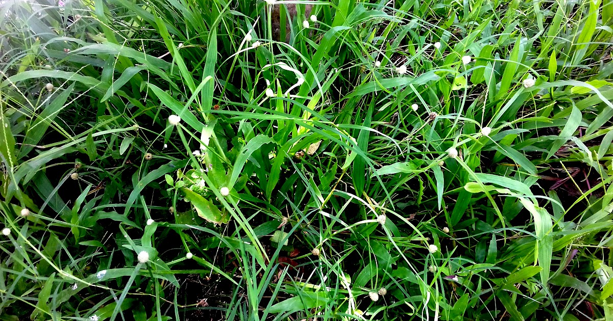 Monsoon Season and Weed Growth: Preparing Your Lawn for the Unexpected