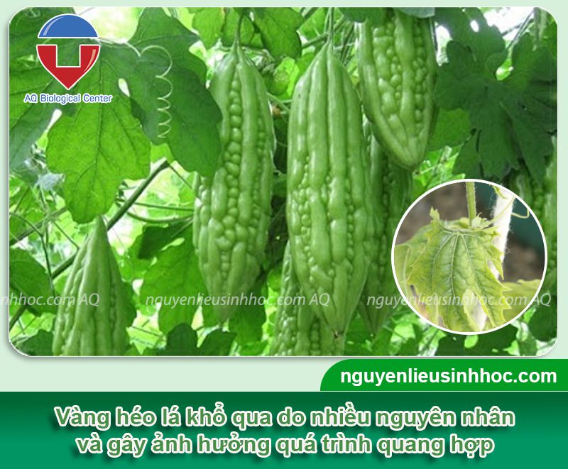 Cây khổ qua bị héo lá do nguyên nhân do đâu? Cách phòng trị