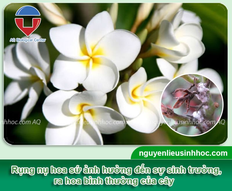 Phòng trị hoa sứ bị rụng nụ đen đầu nụ và Nguyên nhân do đâu