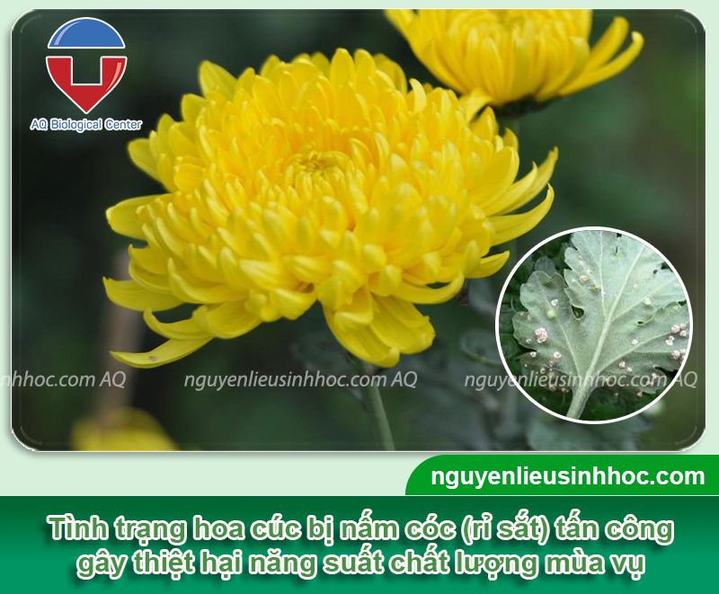 Phòng trị nấm cóc hoa cúc hiệu quả nhanh và Nguyên nhân