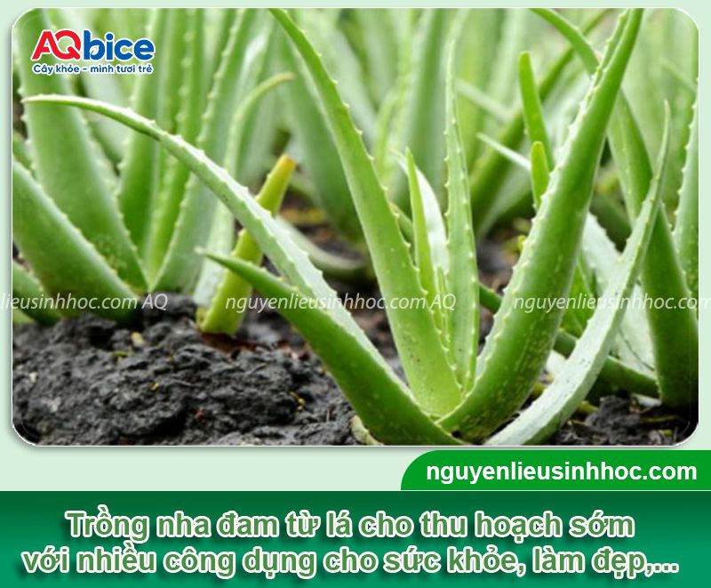 Cách trồng nha đam bằng lá tại nhà mau lớn thu hoạch cả năm