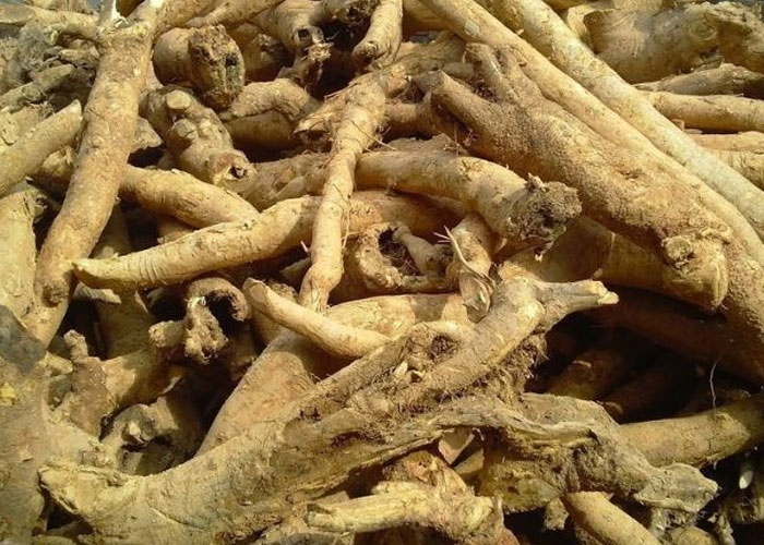 Tác dụng của rễ cây mật gấu trong giảm đau cột sống thế nào?