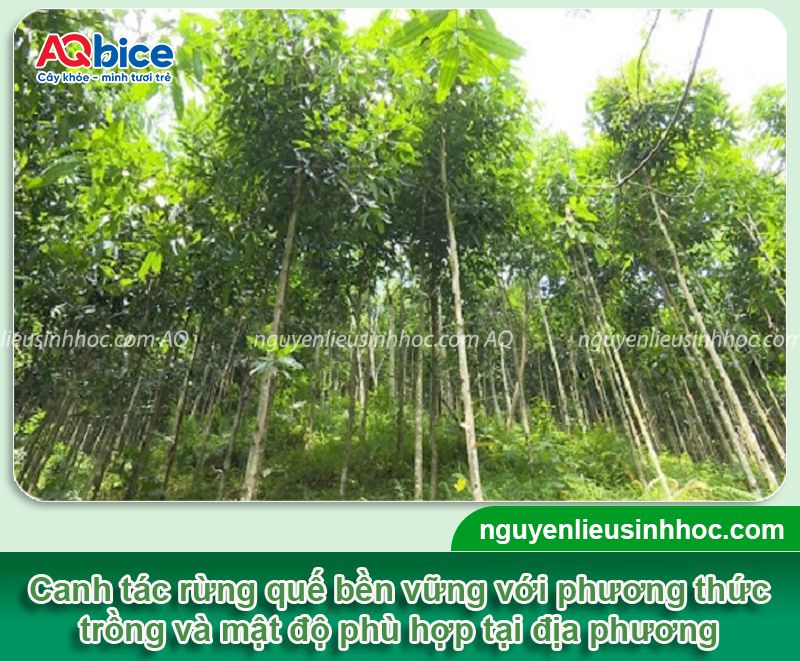 1 ha trồng được bao nhiêu cây quế? Khoảng cách mỗi cây