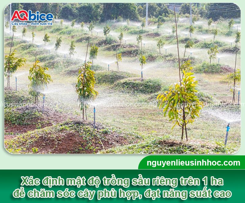 1 ha trồng được bao nhiêu cây sầu riêng? Chi phí bao nhiêu
