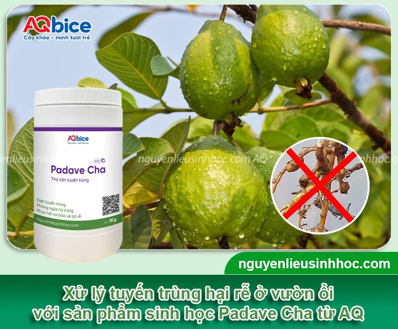 Nhận biết và phòng trị tuyến trùng gây bướu rễ trên cây ổi