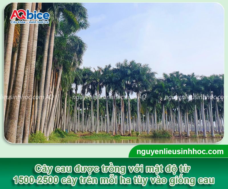 1 ha trồng được bao nhiêu cây cau? Chi phí và Lợi nhuận