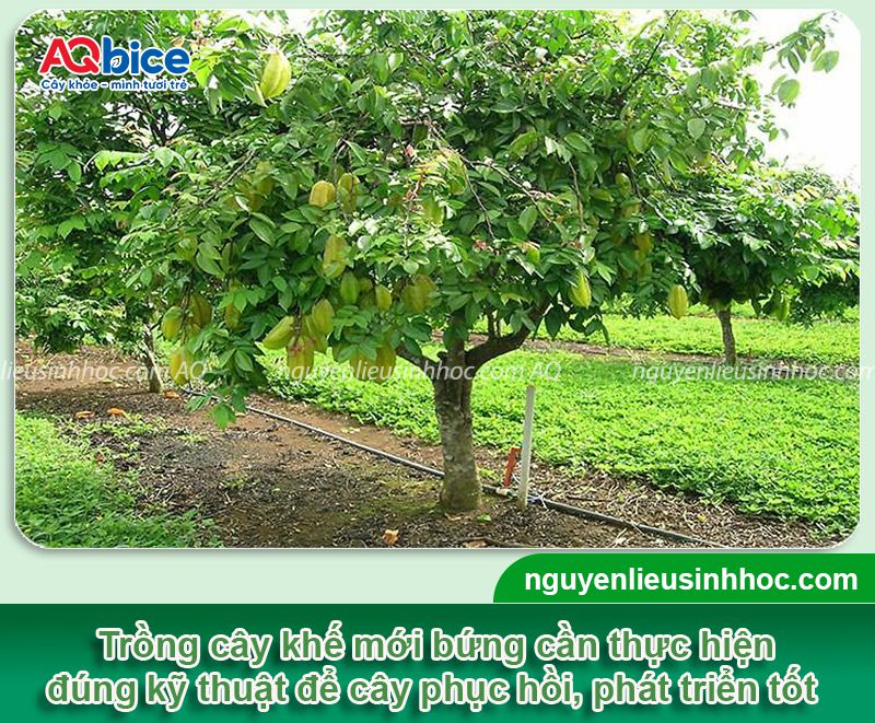 Cách trồng cây khế mới bứng và Kỹ thuật chăm sóc