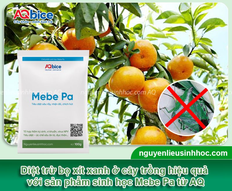 Cách phòng trừ bọ xít xanh hại cam quýt hiệu quả với Mebe Pa