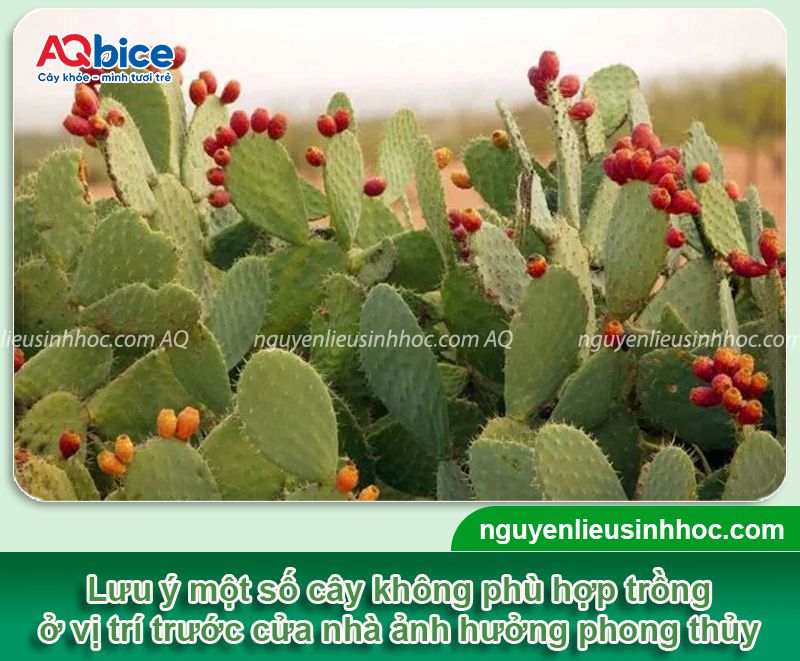 Không nên trồng cây gì trước nhà? Top 7 cây cần tránh