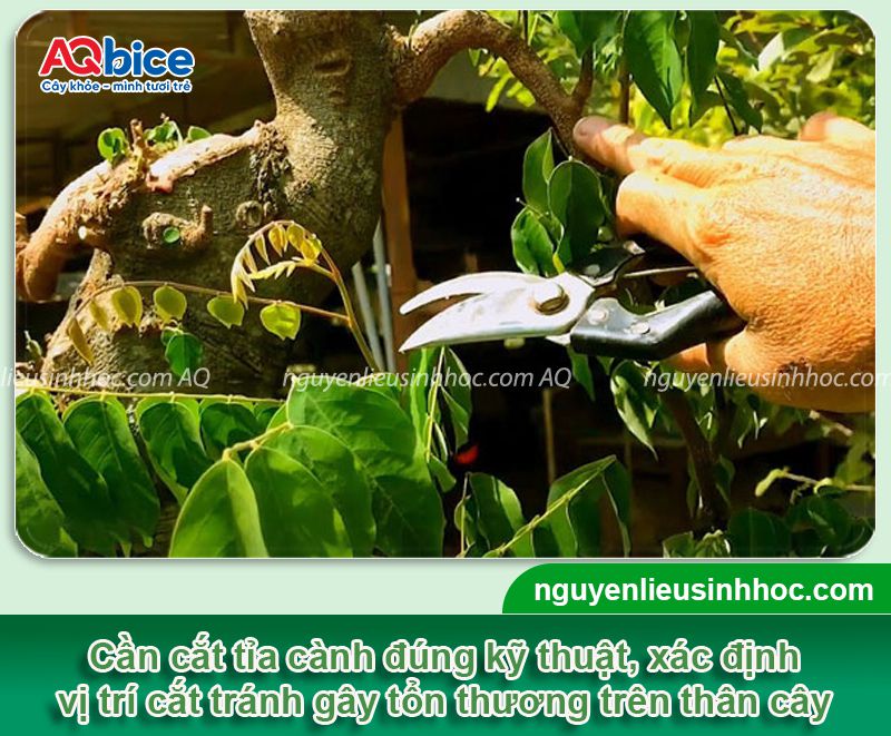Cách cắt tỉa cây khế đúng cách, giúp cây khỏe, trái ra nhiều