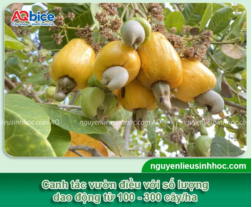1 ha trồng được bao nhiêu cây điều? Chi phí & năng suất