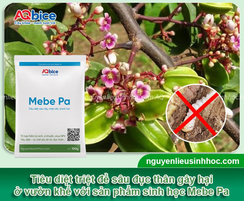 Cây khế bị sâu ****c thân: Triệu chứng và Cách phòng trừ