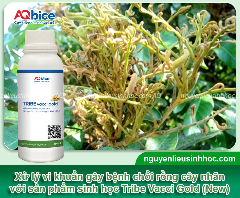 Cách phòng trị bệnh chổi rồng trên cây nhãn và Nguyên nhân