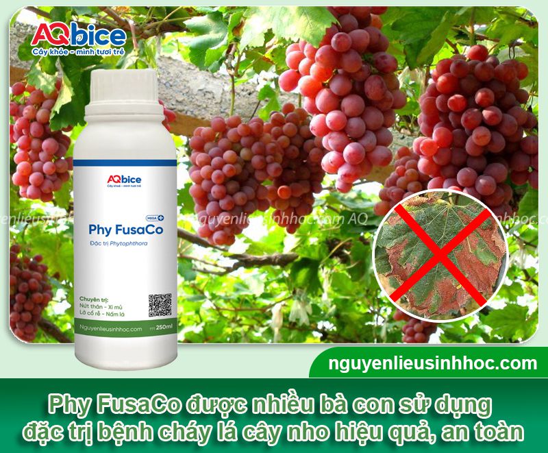 Cây nho bị cháy lá: Dấu hiệu ban đầu và Cách phòng trị