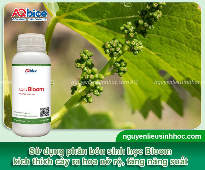 Thuốc kích ra hoa nho Bloom chống rụng hoa, trái đậu nhiều