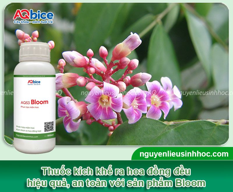 Thuốc kích khế ra hoa Bloom giúp hoa ra nhiều, trái trĩu cành