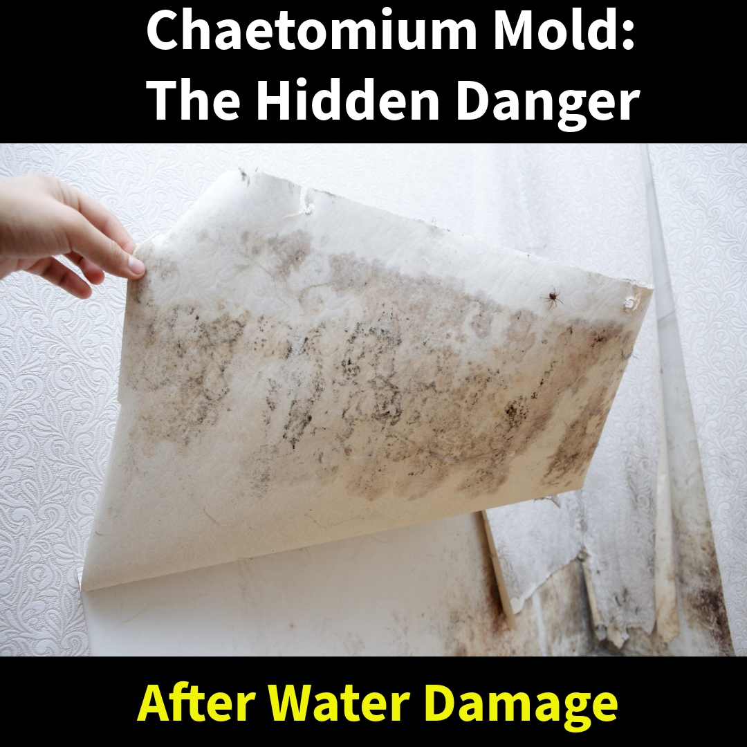 Chaetomium Mold: The Hidden Danger After Water Damage | Mold Solutions & Inspections, LLC