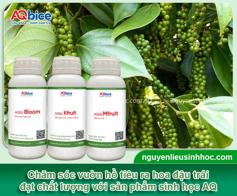 Trồng tiêu bao lâu thu hoạch? Chăm sóc tiêu chín đồng loạt
