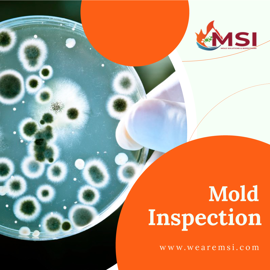 Protect Your Home with Expert Mold Inspection Services from MSI – Mold Solutions & Inspections