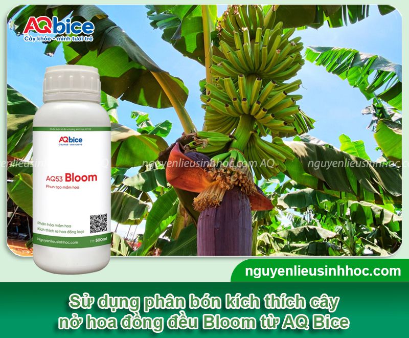 Cách kích thích chuối ra hoa nhanh, trái đậu nhiều