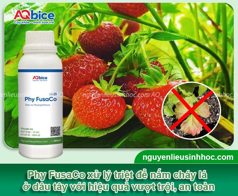 Dâu tây bị cháy lá: Nguyên nhân, biểu hiện & Cách phòng trừ
