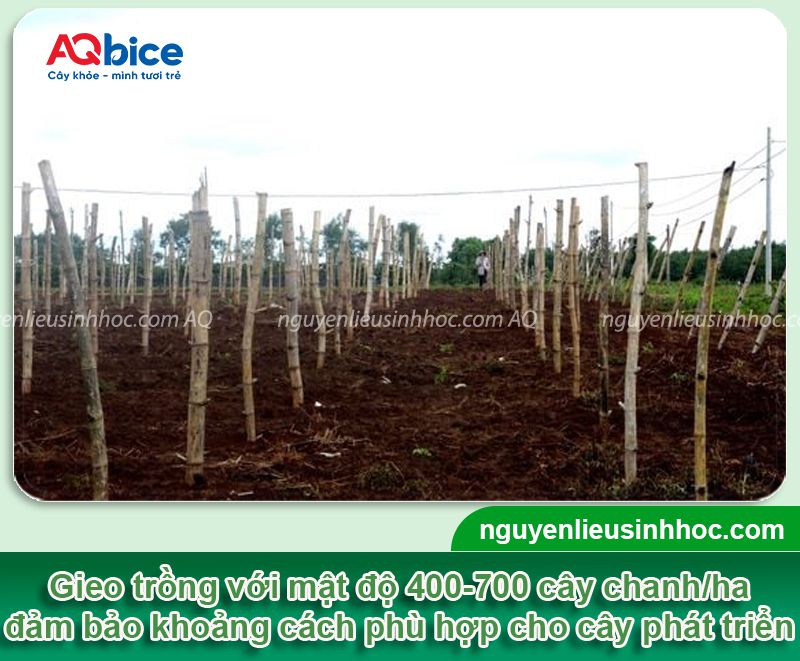 1 ha trồng được bao nhiêu cây chanh? Chi phí, lợi nhuận