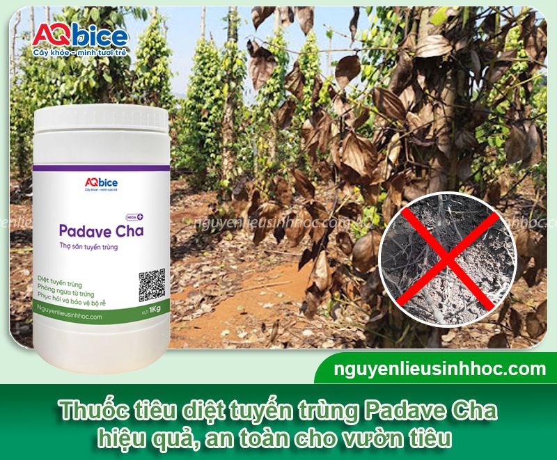 Thuốc đặc trị tuyến trùng hồ tiêu Padave Cha hiệu quả đứt diểm