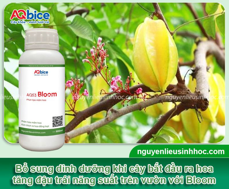 Hướng dẫn cách kích khế ra hoa giúp trái đậu trĩu cành