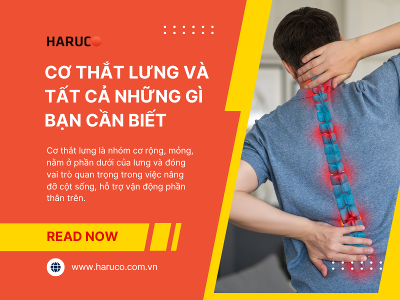 Cơ thắt lưng và tất cả những gì bạn cần biết